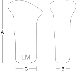 Esquema dimensional do Stent Laríngeo com referências A, B e C