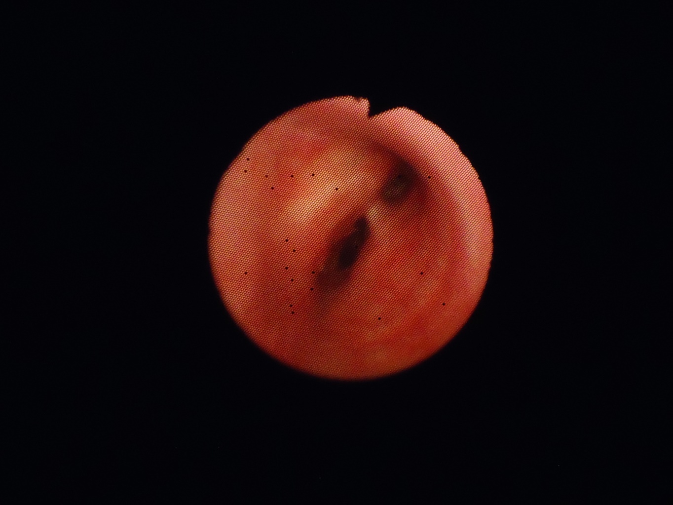 Bronquio craneal izquierdo &mdash; endoscopia veterinaria